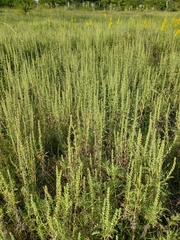 Ambrosia tenuifolia