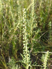 Ambrosia tenuifolia