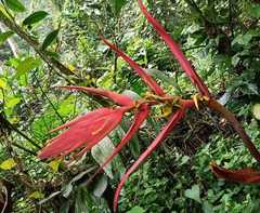 Heliconia schiedeana