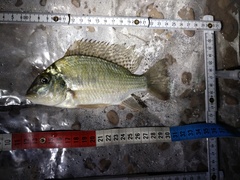 Tylochromis