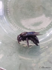 Xylocopa gualanensis
