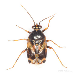 Deraeocoris serenus