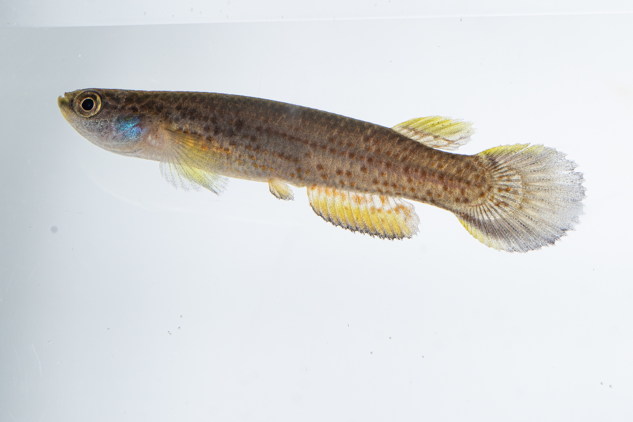 Cynodonichthys rubripunctatus