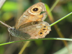 Lasiommata