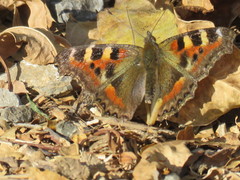 Aglais caschmirensis