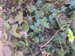 Hedera helix