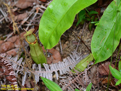 Nepenthes mirabilis