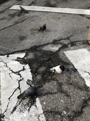 Columba livia domestica