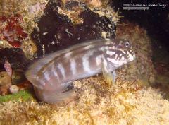 Ophioblennius trinitatis