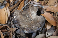 Russula nigricans