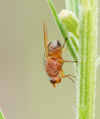 Meiosimyza appula
