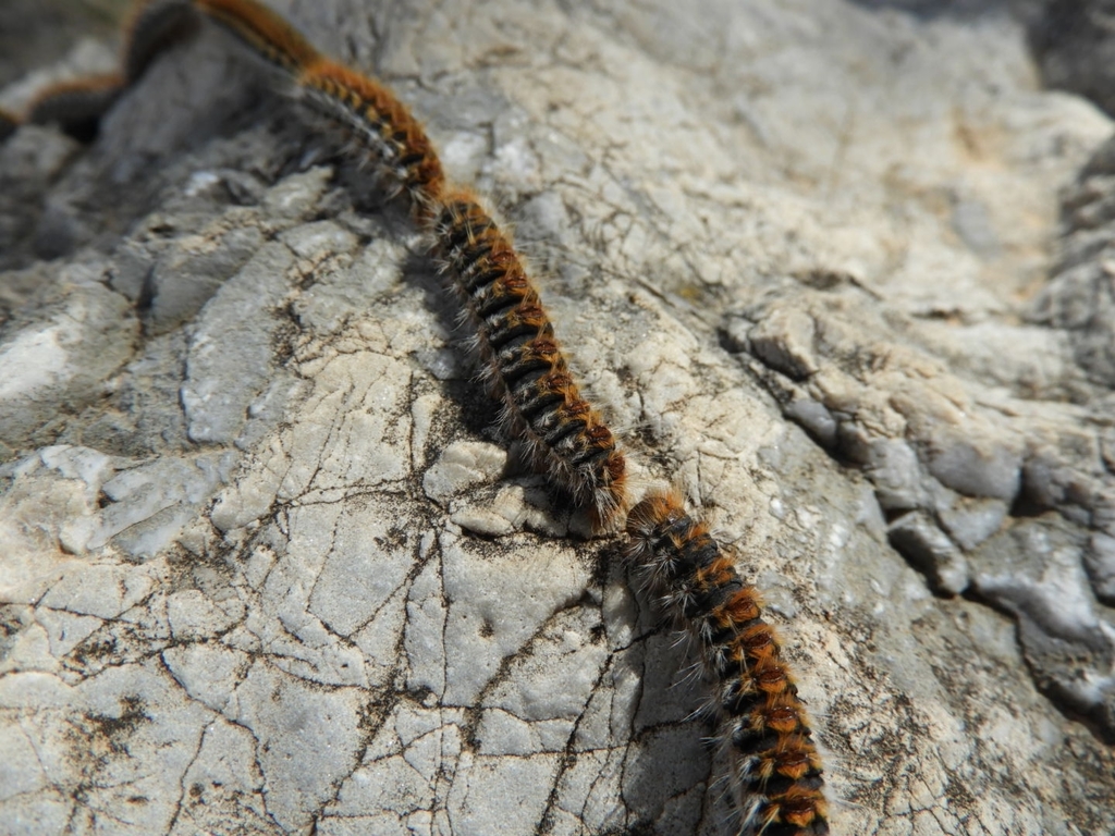Processionary Moths