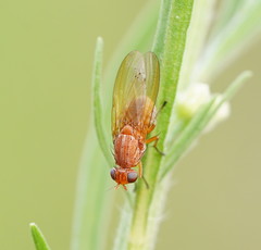 Meiosimyza appula
