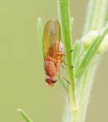 Meiosimyza appula