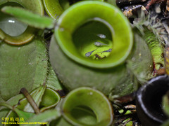 Microhyla nepenthicola