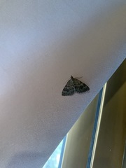 Hydriomena deltoidata