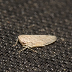 Paraphlepsius planus