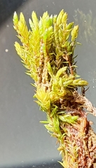 Imbribryum subapiculatum