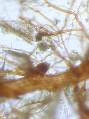 Imbribryum subapiculatum