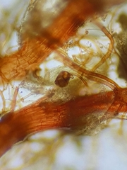 Imbribryum subapiculatum