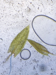 Imbribryum subapiculatum