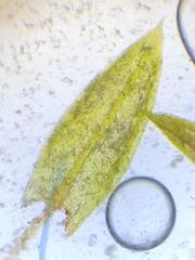 Imbribryum subapiculatum