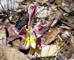 Gladiolus virescens