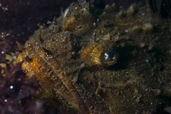 Hemitripterus americanus