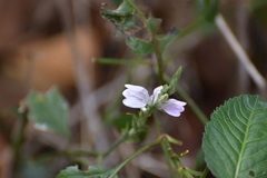 Justicia breviflora