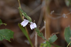 Justicia breviflora