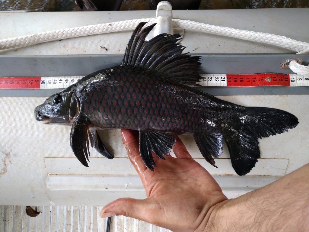 Langvin-labeo (Labeo longipinnis) — Cyprinidae