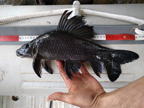 Langvin-labeo (Labeo longipinnis) — Cyprinidae