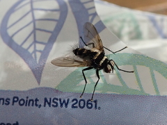 Trigonospila cingulata