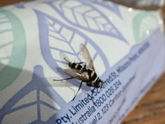 Trigonospila cingulata