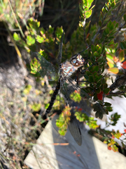 Austroaeschna hardyi