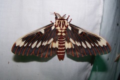 Citheronia splendens