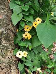 Thunbergia alata
