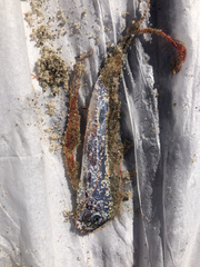 Trachipterus altivelis