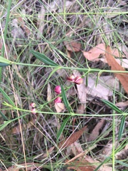 Cyanothamnus polygalifolius