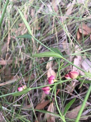 Cyanothamnus polygalifolius
