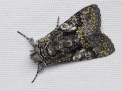 Behrensia conchiformis