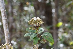 Ageratina pichinchensis