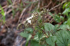 Ageratina pichinchensis