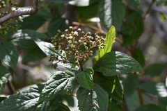Ageratina pichinchensis