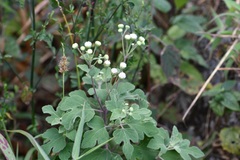 Loxothysanus sinuatus