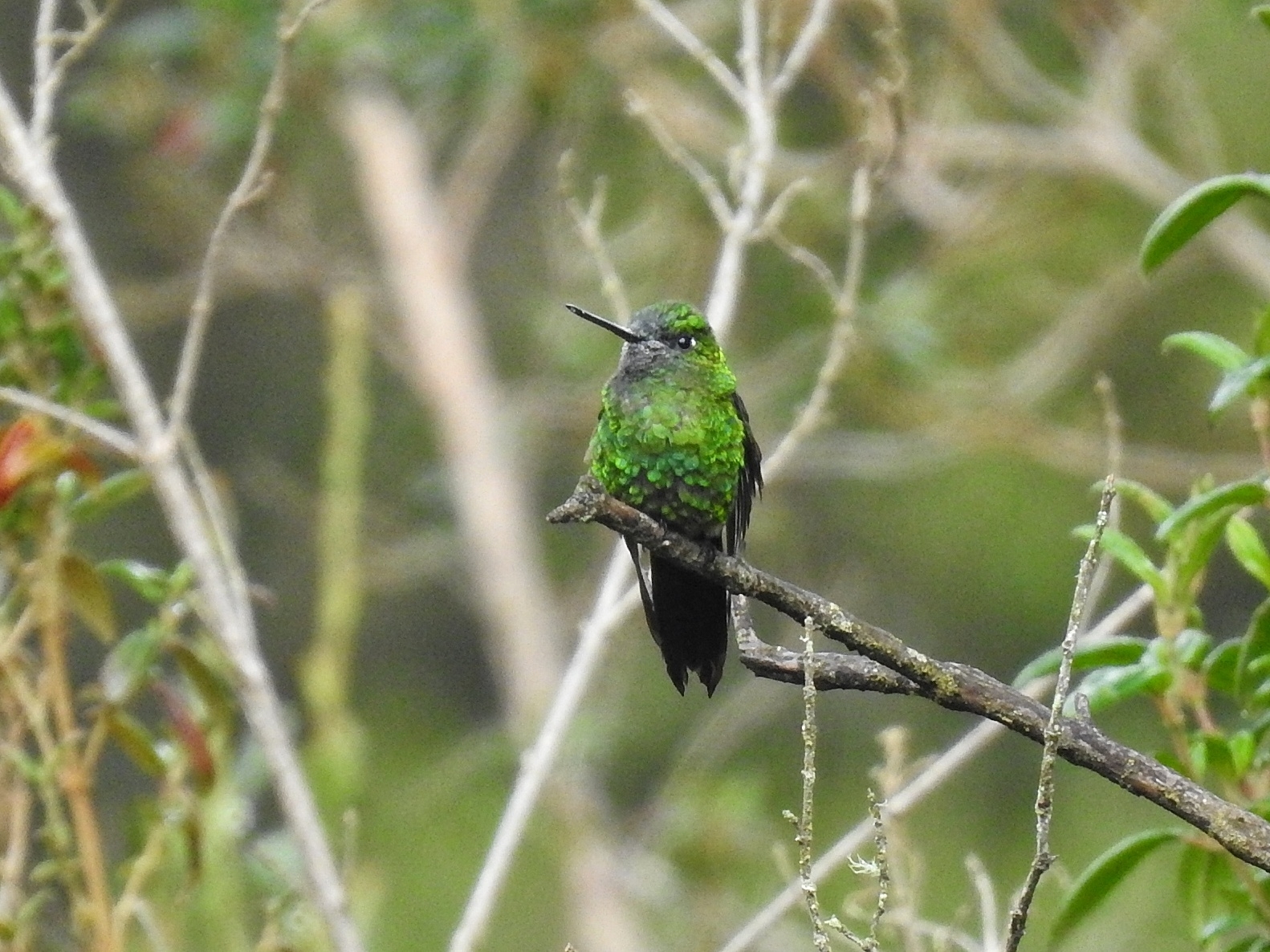 Sapphire-vented Puffleg (Eriocnemis luciani)