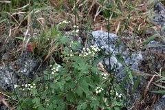 Loxothysanus sinuatus