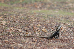 Lophognathus gilberti