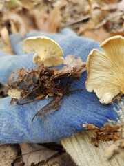 Leucocybe candicans image