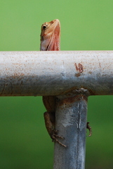 Chlamydosaurus kingii